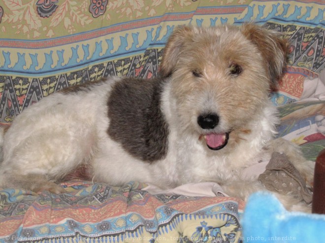 Photo de Fox terrier  poil dur