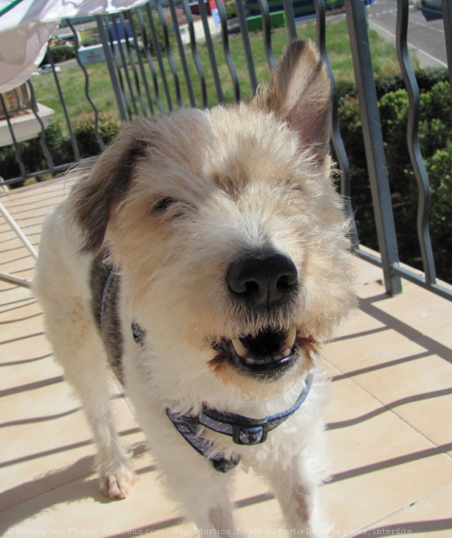 Photo de Fox terrier  poil dur