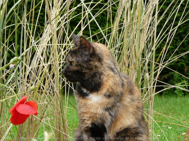 Photo de Chat domestique