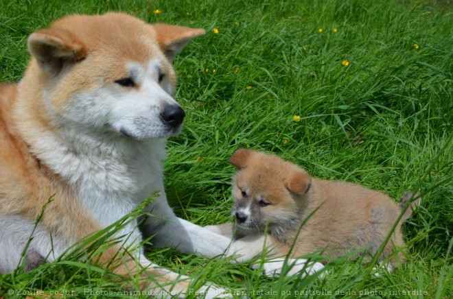 Photo d'Akita inu