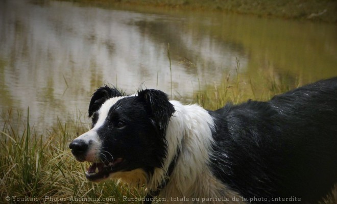 Photo de Border collie