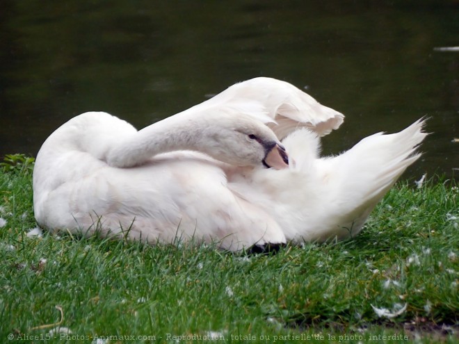 Photo de Cygne