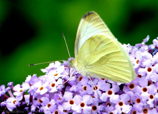 Photo de Papillon - piride