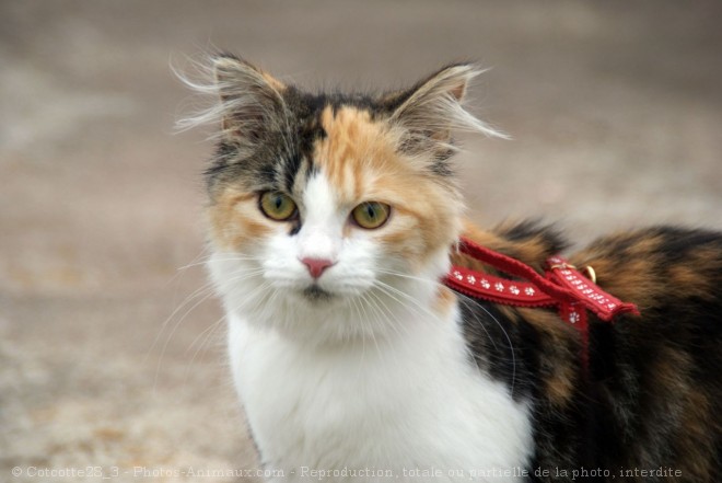 Photo de Chat domestique