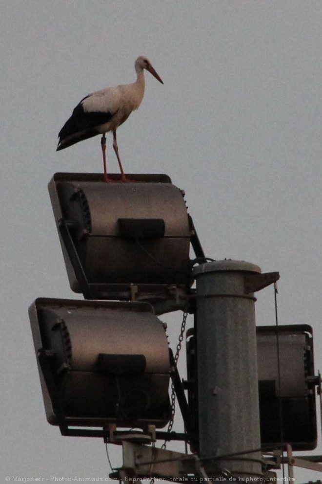 Photo de Cigogne