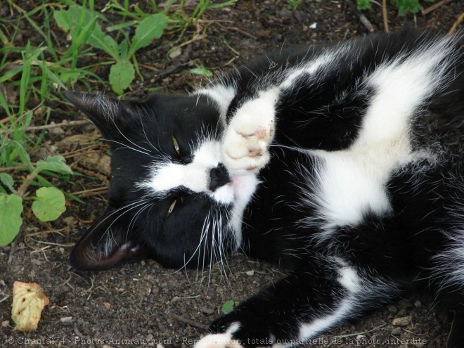 Photo de Chat domestique