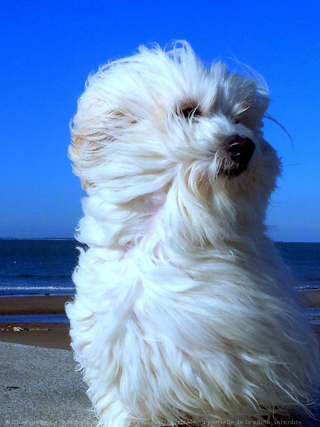 Photo de Coton de tulear