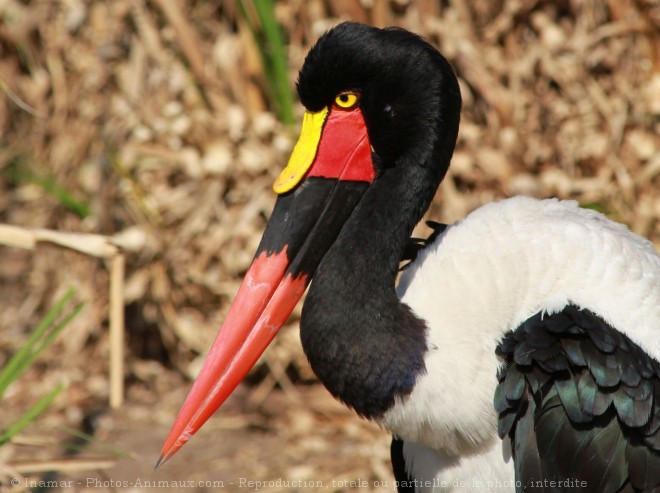 Photo de Jabiru