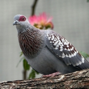 Photo de Pigeon - nouvelle-guine