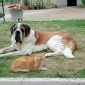 Photo de Saint-bernard poil long