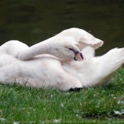 Photo de Cygne