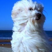 Photo de Coton de tulear