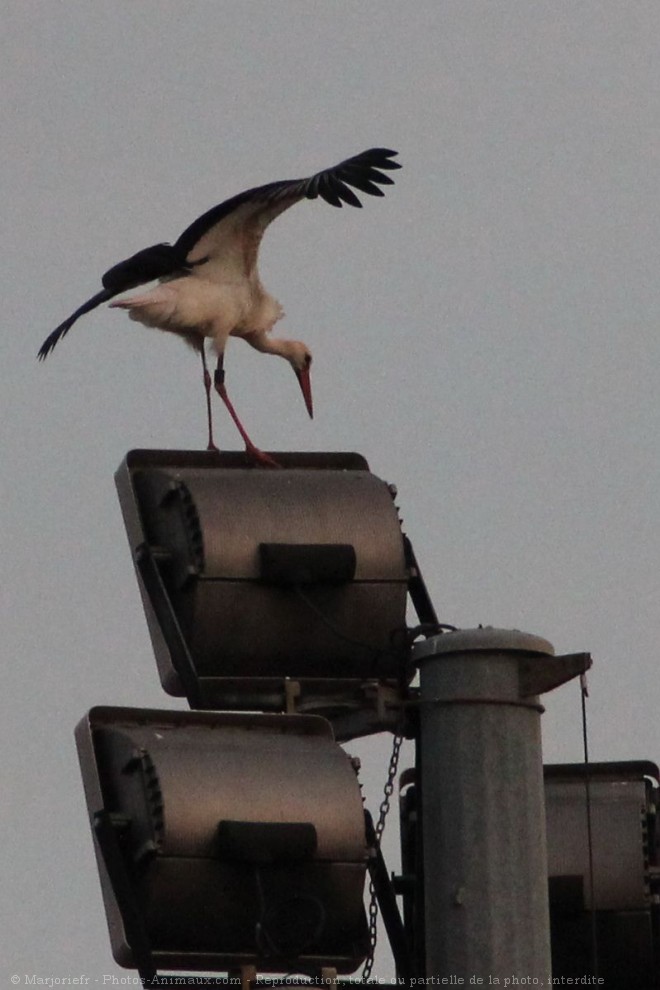 Photo de Cigogne