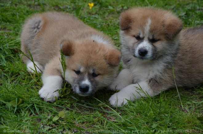 Photo d'Akita inu