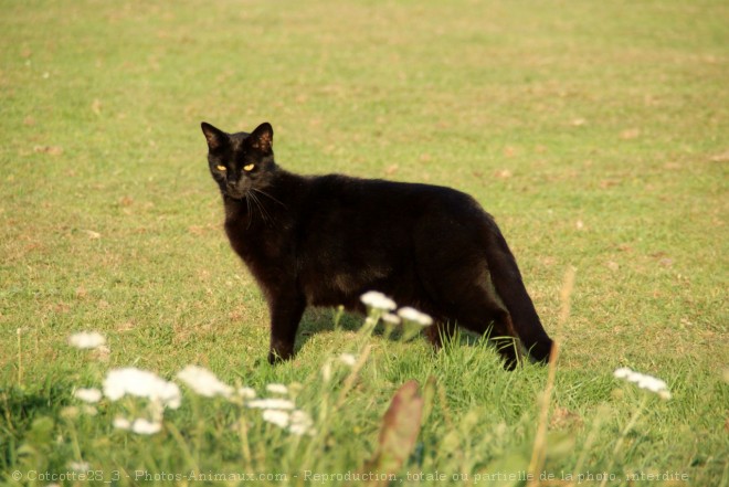 Photo de Chat domestique