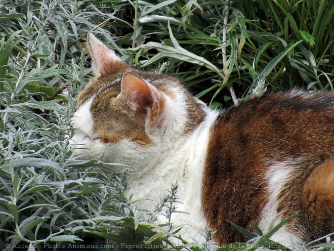 Photo de Chat domestique