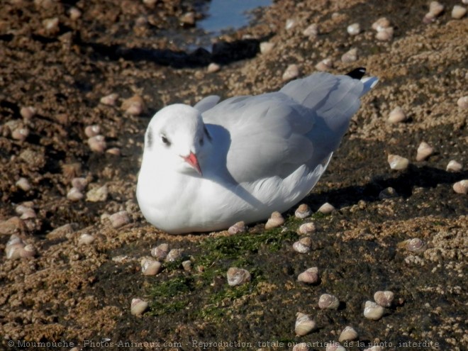 Photo de Mouette