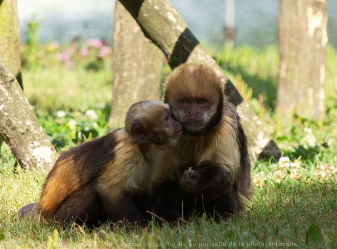 Photo de Singe - capucin