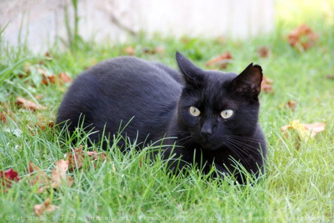 Photo de Chat domestique