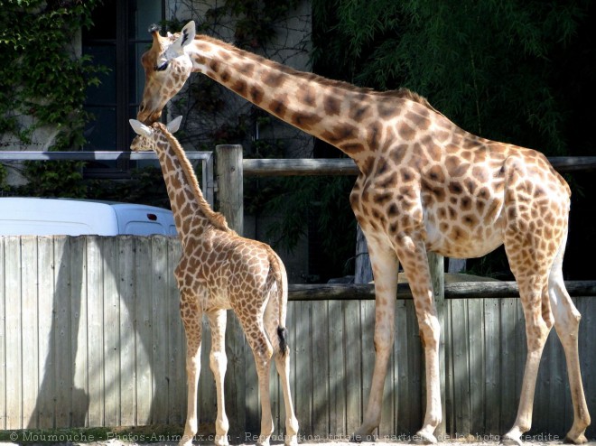 Photo de Girafe