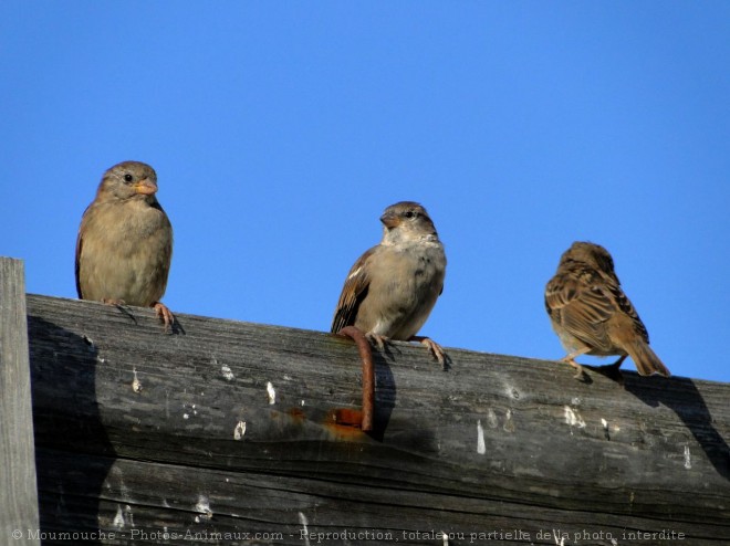 Photo de Moineau