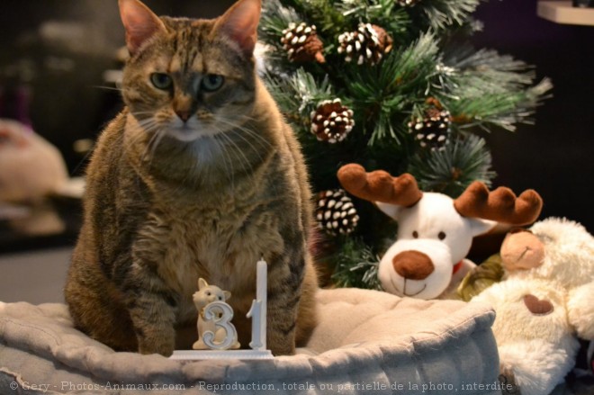 Photo de Chat domestique