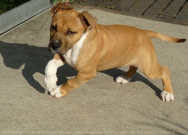 Photo d'American staffordshire terrier