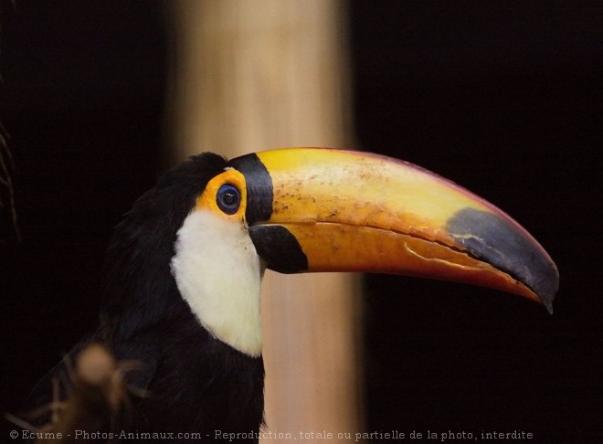 Photo de Toucan