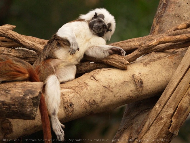 Photo de Singe - pinch  tte blanche