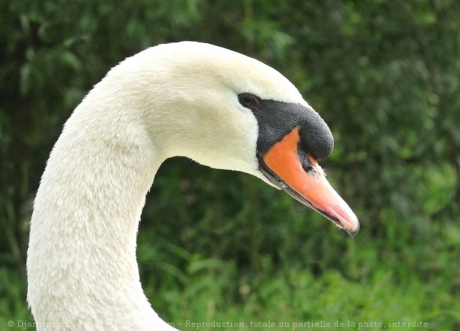 Photo de Cygne