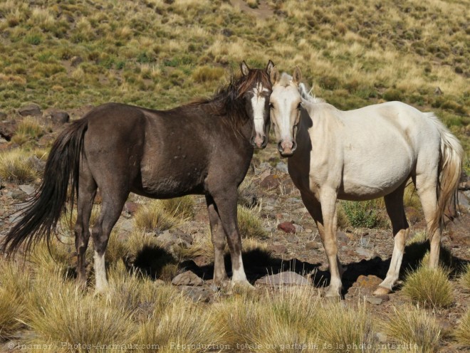 Photo de Races diffrentes