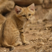 Photo de Chat des sables