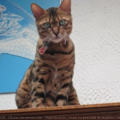 Photo de Bengal