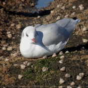 Photo de Mouette