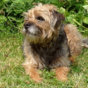 Photo de Border terrier