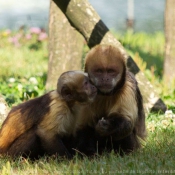 Photo de Singe - capucin