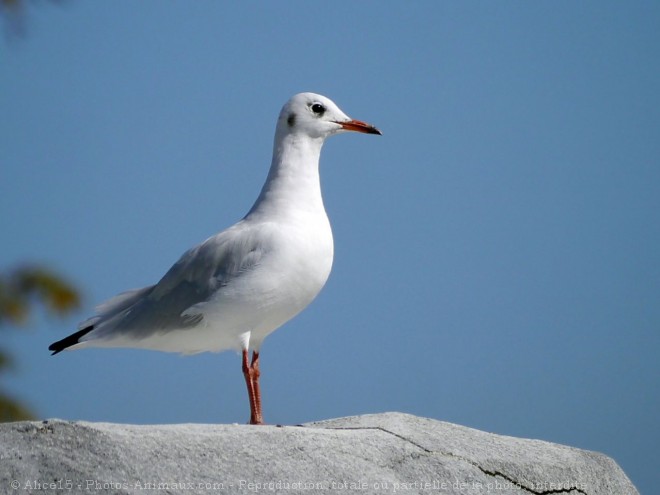 Photo de Mouette