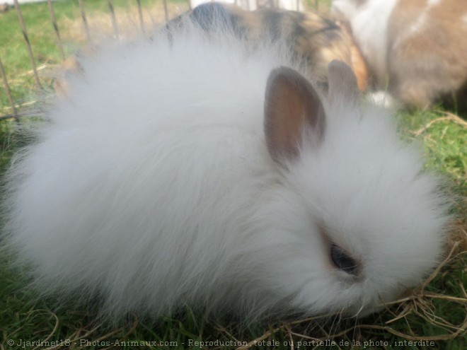 Photo de Lapin