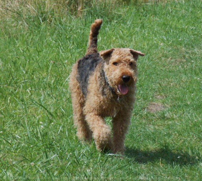 Photo d'Airedale terrier