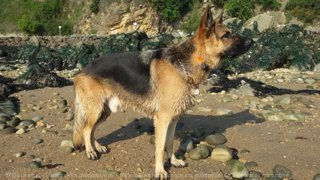 Photo de Berger allemand  poil court