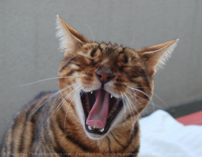 Photo de Bengal