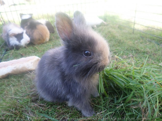 Photo de Lapin