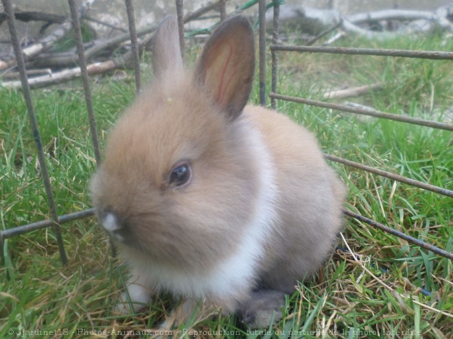 Photo de Lapin