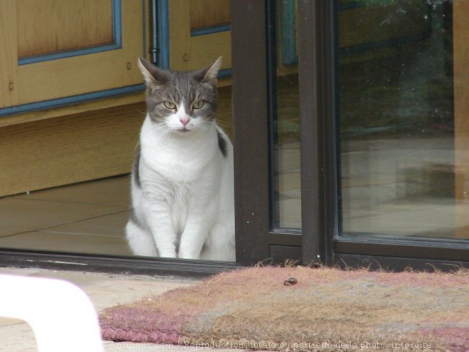 Photo de Chat domestique