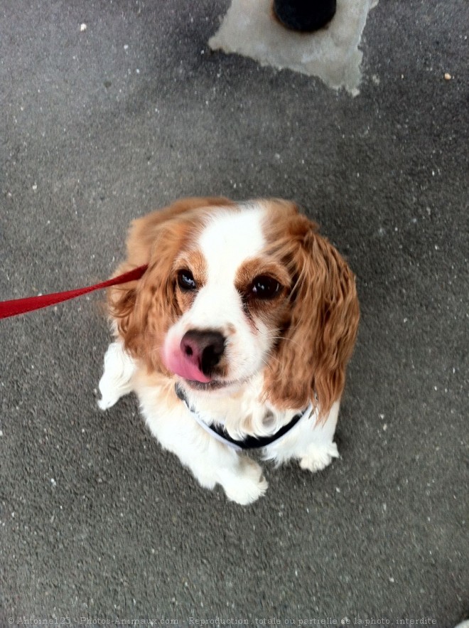 Photo de Cavalier king charles spaniel