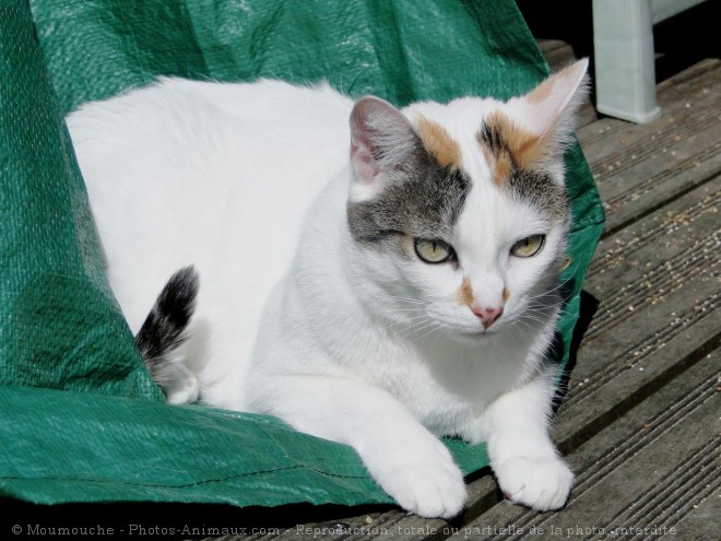 Photo de Chat domestique