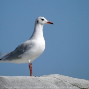 Photo de Mouette