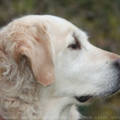 Photo de Golden retriever