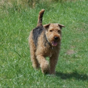 Photo d'Airedale terrier