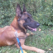 Photo de Berger belge malinois